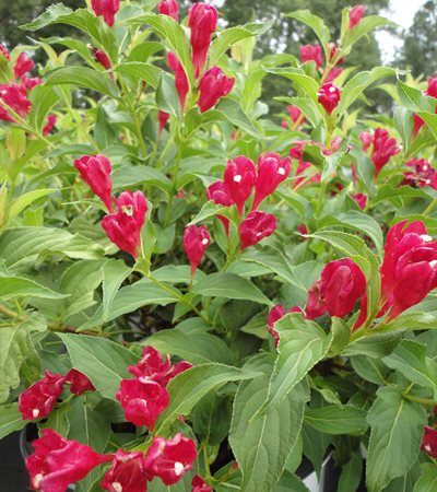 Weigela Sonic Bloom® Red